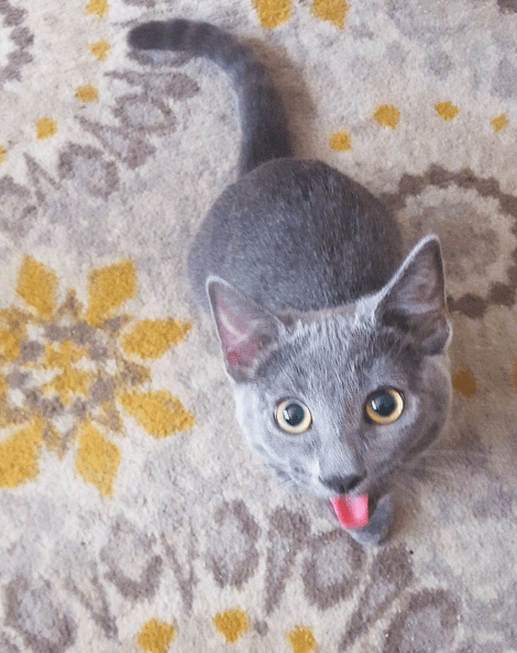 Screen shot 2016-01-25 at 2.41.41 PM